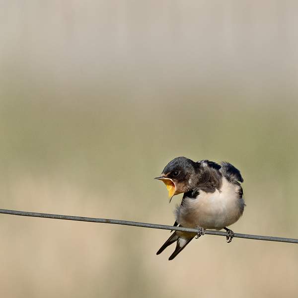 Life on the Wire 6.jpg